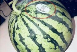 广西南宁网红吃瓜,瓜果飘香，甜蜜诱惑